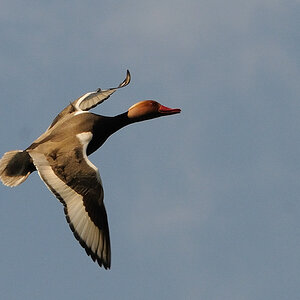 Kastenweiher Ente01