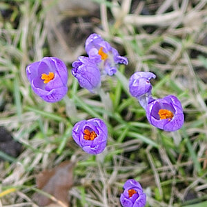 20090311 7910 [D700]   F1,8 35,00mm Crop ungeschärft
