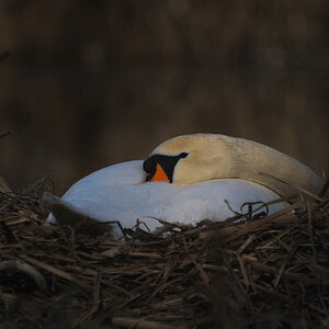 Schwan im Nest der Geborgenheit