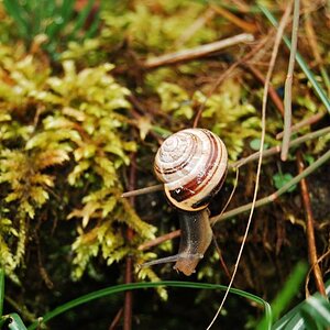 Schnecke