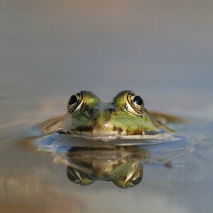 Frosch