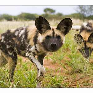 wilddogs02