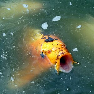 Koi Hugo