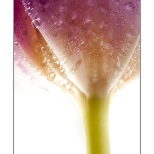 Lila Tulpe