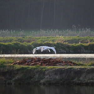 Kastenweiher Schwan05