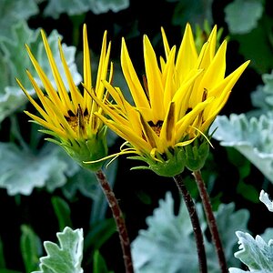 Gelbe Blüten