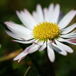 blume850