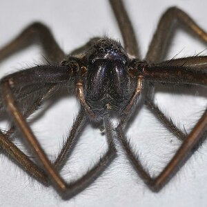 Spinne