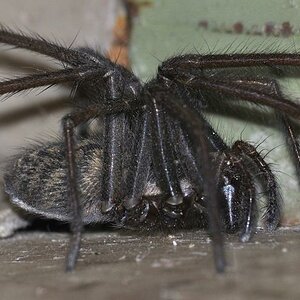 Spinne