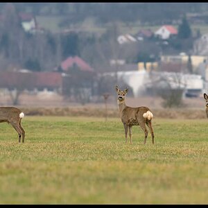 rehwild gerstungen radloff