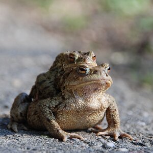 Frog-Sharing in Würnitz