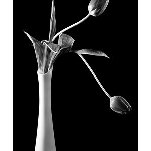 Tulpen in einer Vase klassisch