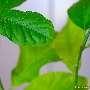 s DSC 0838 lzn