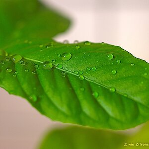 s DSC 0841 lzn