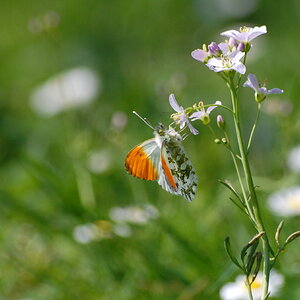 Schmetterling