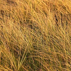 Gras klein