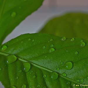 s DSC 0847 lzn