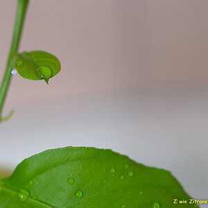 s DSC 0853 lzn