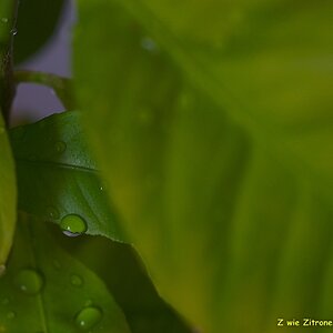 s DSC 0867 lzn