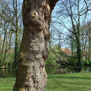 Der alte Baum in Brügge Park