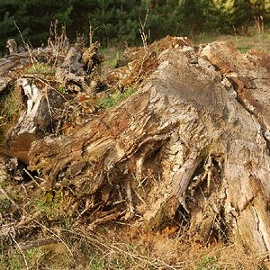 Altes Holz