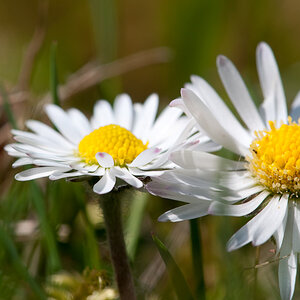 Gänseblümchen
