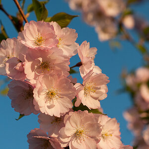 Kirschblüte