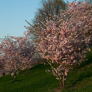 Kirschblüte