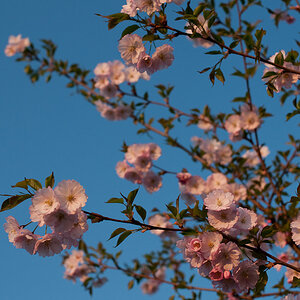 Kirschblüte