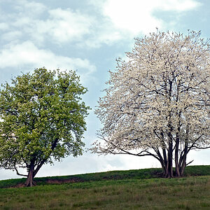 bäume