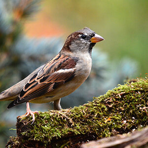 DSC 9881 khg