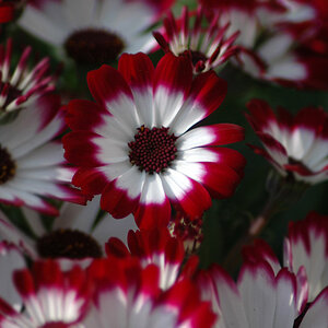 blumen005