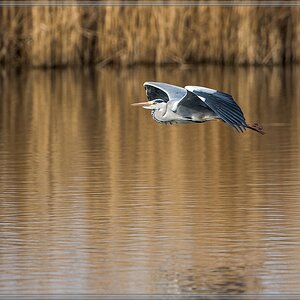 20140330 5132 [NIKON D4] 850 mm,1 1000 Sek. bei ƒ   8,0