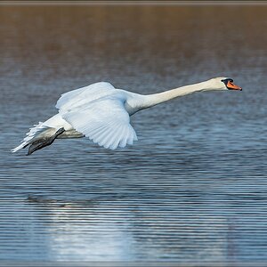 20140314 3600 [NIKON D4] 850 mm,1 1600 Sek. bei ƒ   8,0