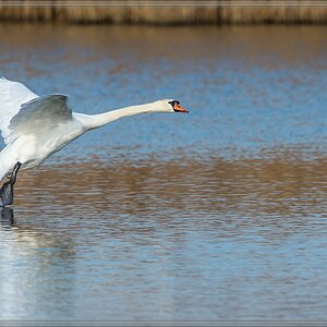 20140314 3618 [NIKON D4] 850 mm,1 1250 Sek. bei ƒ   8,0