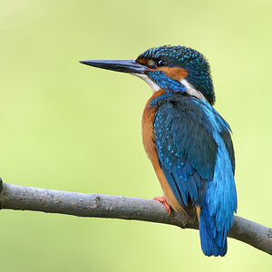 Eisvogel2264nff