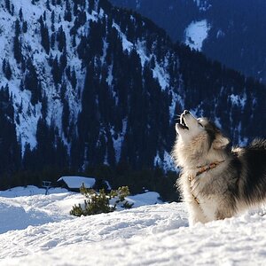 Ruf der Wildnis?