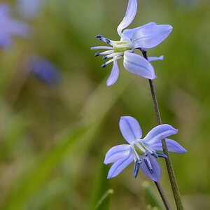 Scillablüte I