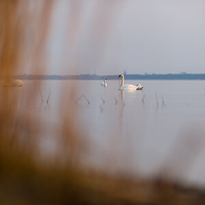 swans