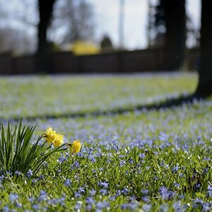 Scilla mit Narzisse II