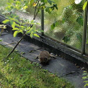 Igel