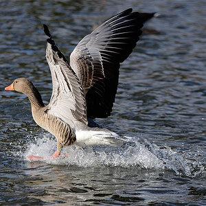 Graugans im Landeanpflug