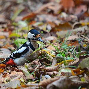 DSC 9778 khg