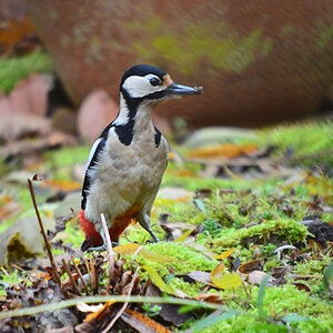 DSC 9780 khg