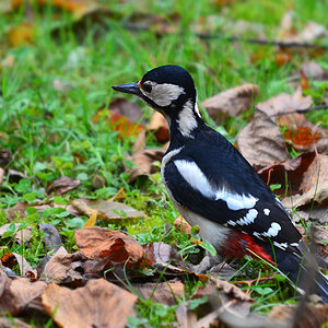 DSC 9781 khg