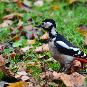 DSC 9782 khg