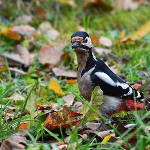 DSC 9784 khg