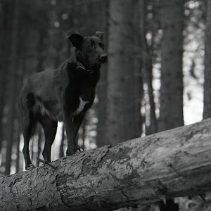 comp img006