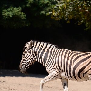 Zebra m k