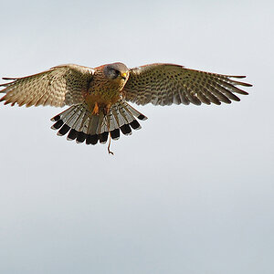 DSC 8178 Falke 1000